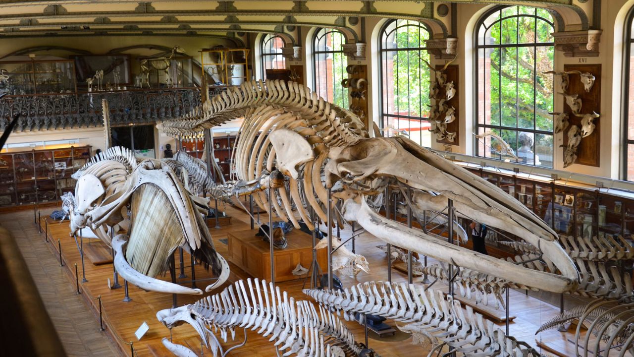 Découverte du Muséum national d'Histoire Naturelle